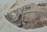Wide Double Diplomystus Fossil Fish Plate - Ready To Hang #92869-3